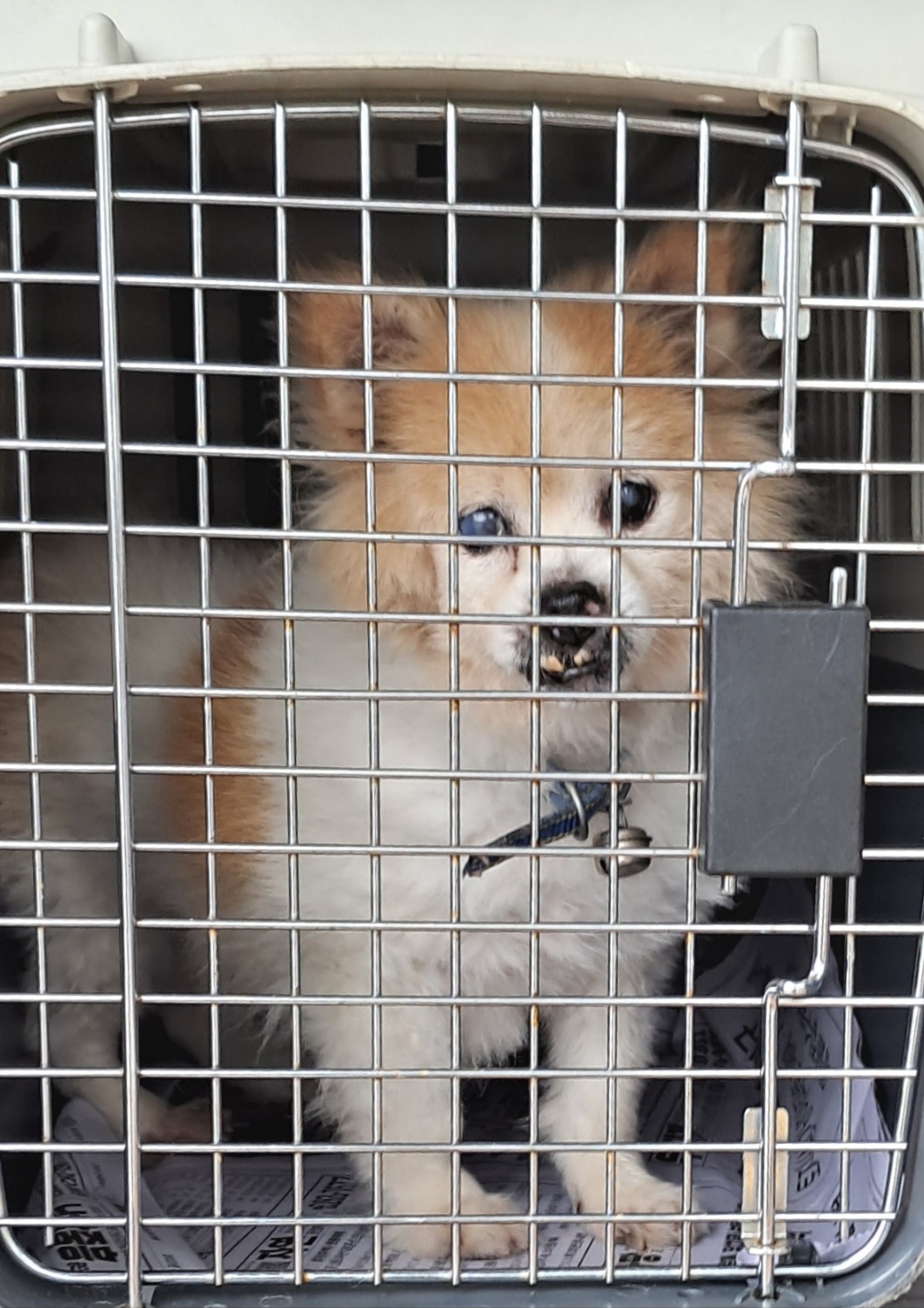 목포시유기동물보호소_446480202301027